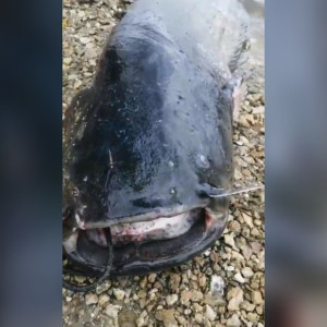 Из Оки в Муроме выловили 90-килограммового сома