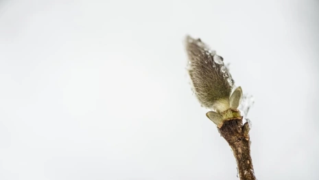 Во Владимирской области конец марта будет теплее нормы 
