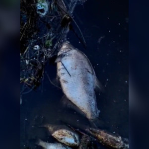 На Клязьме во Владимирской области массово погибла рыба