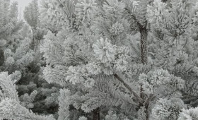 Прогноз погоды во Владимирской области на 20 февраля 2026 года