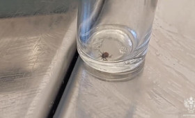 Во Владимирской области зафиксировали первый в 2026 году укус клеща