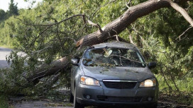 У «ДСУ-3» отсудили 157 тыс. рублей за падение дерева на машину во Владимирской области