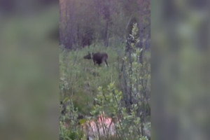 В Петушинском районе сняли на видео обед пары лосей