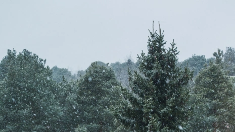 Новогодние каникулы во Владимирской области будут аномально холодными