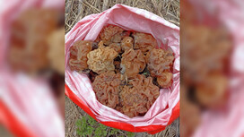 Во Владимирской области появились первые весенние грибы