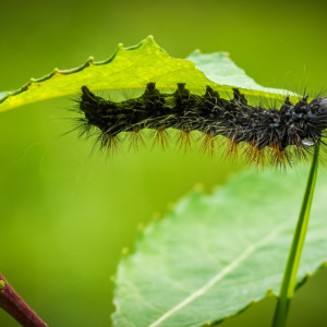 Во Владимирской области горностаевая моль атаковала деревья