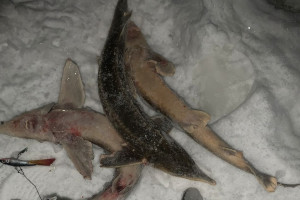 В Коврове браконьер выловил 3 краснокнижных стерлядки