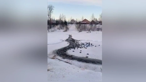 Во Владимирской области спасли замерзающих в 30-градусные морозы уток