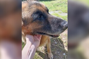 В Коврове полицейские объявили поиск хозяина для служебной собаки