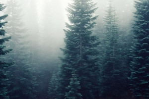 Под Петушками сточные воды уничтожили хвойный лес 
