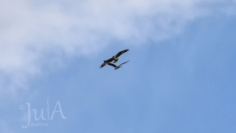 Во Владимирской области сфотографировали первый полет птенцов краснокнижной скопы