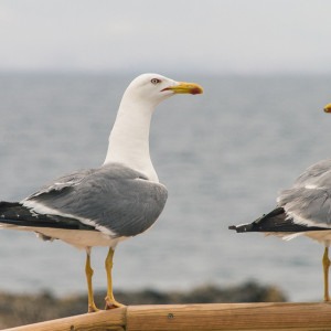 Александров день: что можно и нельзя делать 28 марта