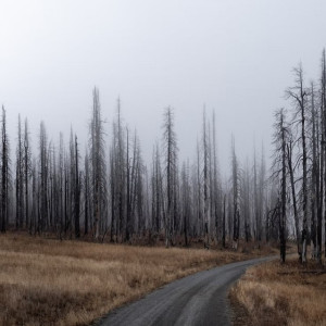 Стало известно о новых природных пожарах во Владимирской области 