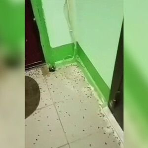 Владимирцы из 9-этажки пожаловались на тараканов и вонь от квартиры с 15 собаками