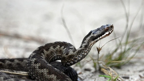 У школы в Гороховце заметили гадюку