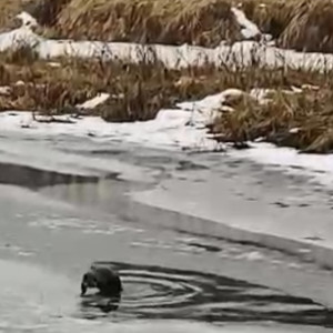 В Киржачском районе сняли на видео «водные процедуры» речной выдры