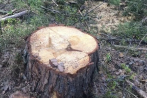 Вырубка елей в Ковровском районе привела к уголовному делу