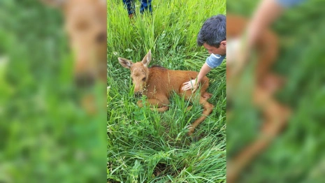 В Селивановском районе бездомные собаки покусали лосенка