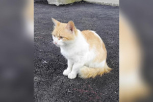 В Коврове мужчина выбросил кота в мешке на мороз