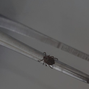 За неделю с жителей Владимирской области сняли 12 зараженных вирусами клещей