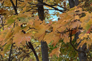 Прогноз погоды во Владимирской области на 24 сентября 2025 года