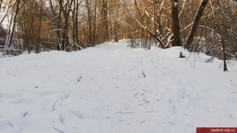 Во Владимире пустили под топор сады напротив Белого дома