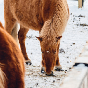 Гурьев день: что нужно сделать 28 ноября, чтобы отпугнуть неудачу

