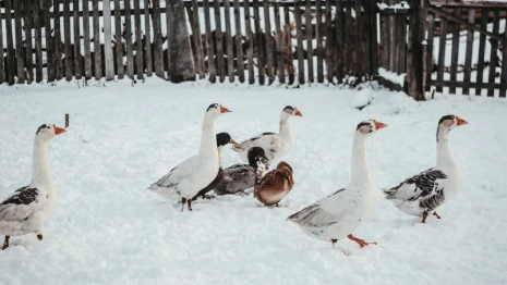 День Петра-полукорма: что можно и чего нельзя делать 29 января