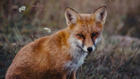 Во Владимирской области с начала 2024 выявили 3 очага бешенства