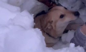 В Коврове собаку придавило снегом