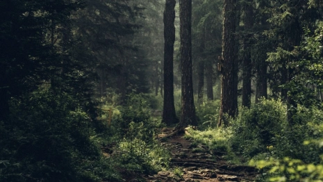 В Судогодском районе 78-летнюю бабушку нашли в лесу спустя неделю поисков