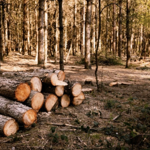 Жители Владимира собрались массово жаловаться Путину из-за вырубки леса под аэропорт