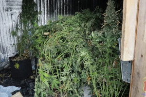 Во Владимирской области наркодиллеры перевозили «травку» под видом корма для собак
