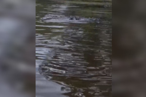 В Собинском районе на видео сняли драку бобров