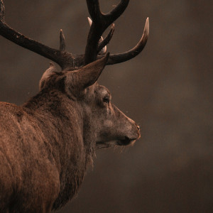 Олень спрятался в строительном магазине во Владимире