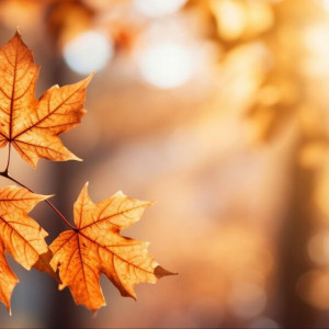 1 ноября во Владимире стало самым теплым за всю историю