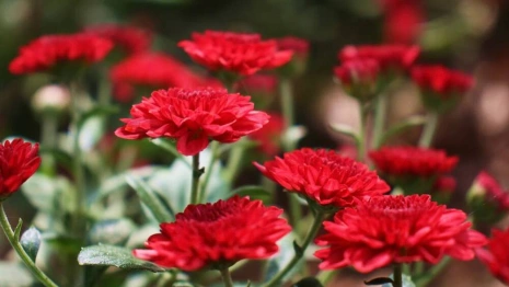 Во Владимирской области появится часовня в память о погибших при спецоперации на Украине