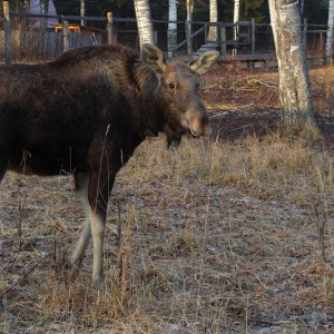 «Так будет до июля». Эксперт объяснила нашествие лосей во Владимирской области
