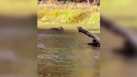 Во Владимирской области сняли на видео переплывающего реку волка