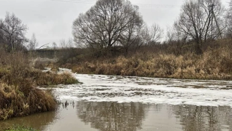 Бастрыкин взял на контроль историю с загрязнением реки Пекша в Петушинском районе