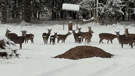 Во Владимирской области сфотографировали группу пятнистых оленей