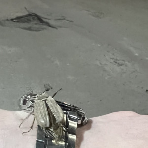 Во Владимире заметили первых майских жуков