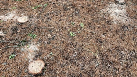 Вырубка леса в Красной Горбатке привела к уголовному делу