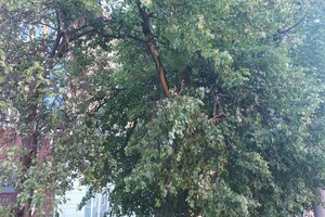 Во Владимира ураган «Эдгар» сломал деревья у Золотых ворот
