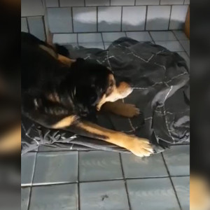 Во Владимирской области объявили в розыск хозяев сбитой собаки