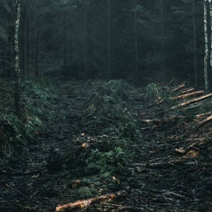 Во Владимирской области «черные лесорубы» вырубили лес на 360 тысяч