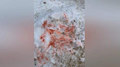 Жители Коврова испугались рассыпанной во дворе отравы для собак