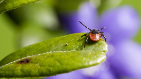 Россияне стали чаще покупать страховки от мошенничества и укусов клещей 