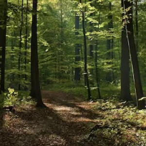 Пропавшую в Александровском районе 9-летнюю девочку нашли живой