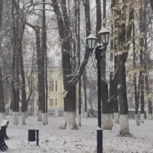 Во Владимире осмотрели деревья в сквере «Липки»